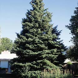 picea parryana